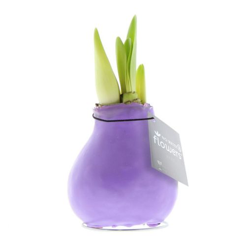 Amaryllis bulb in gift box - Image 21